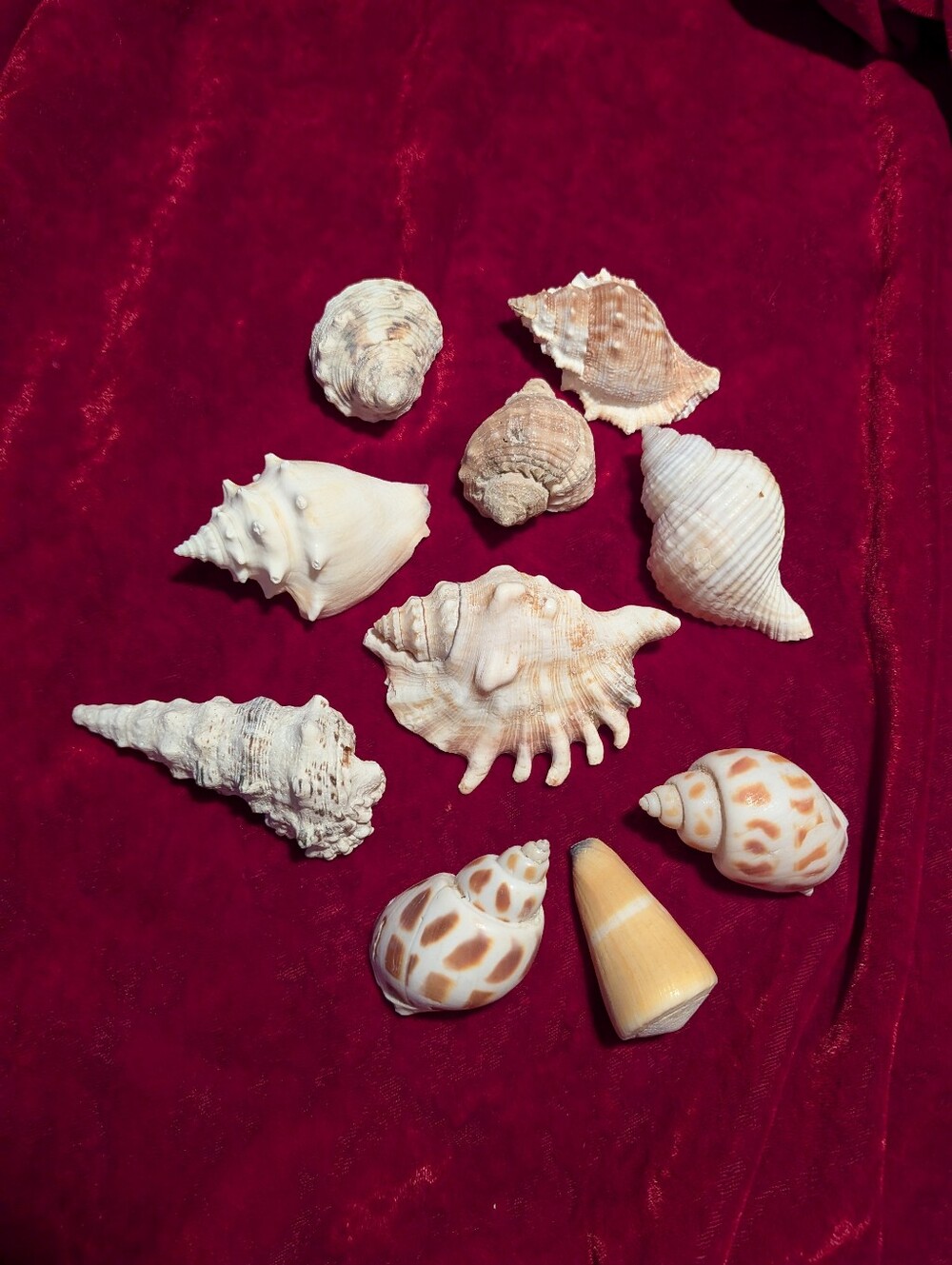 Home Accents Natural White & Cream Seashell Collection